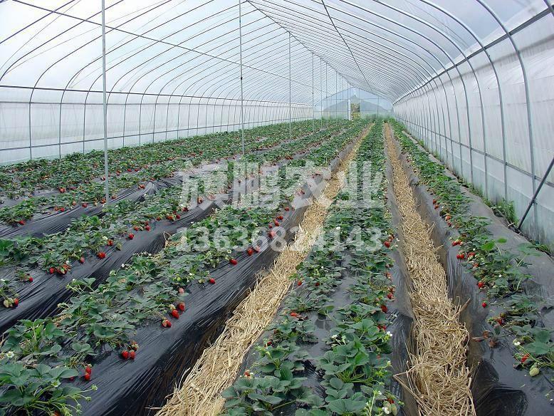 冰球突破app下载农业