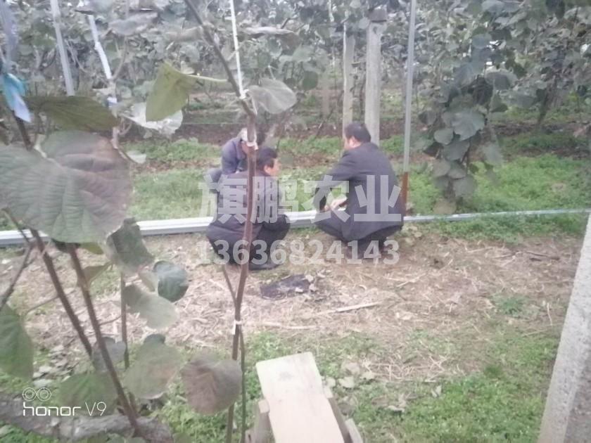 冰球突破app下载农业